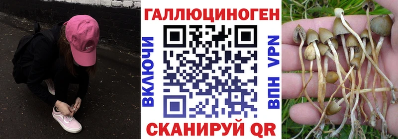 дарнет шоп Екатеринбург OMG Псилоцибиновые грибы мицелий